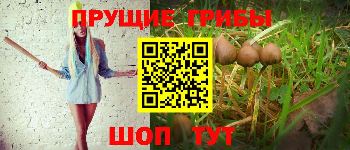 Псилоцибиновые грибы Cubensis Таганрог